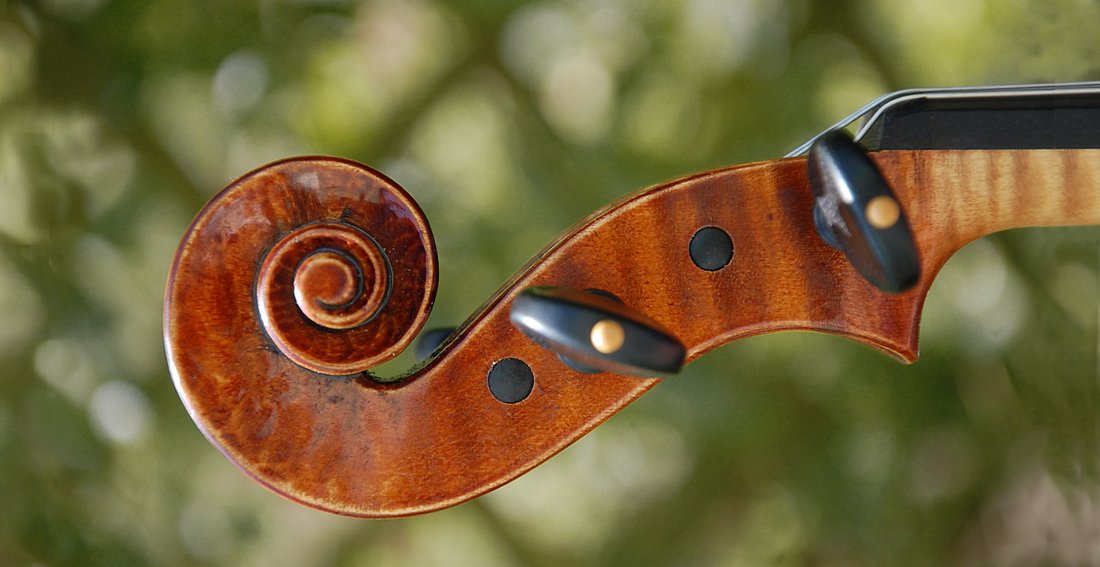fresh violin scroll